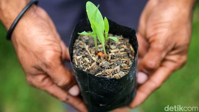 Indonesia Punya Senjata Baru Hadapi Krisis Iklim dan Pangan