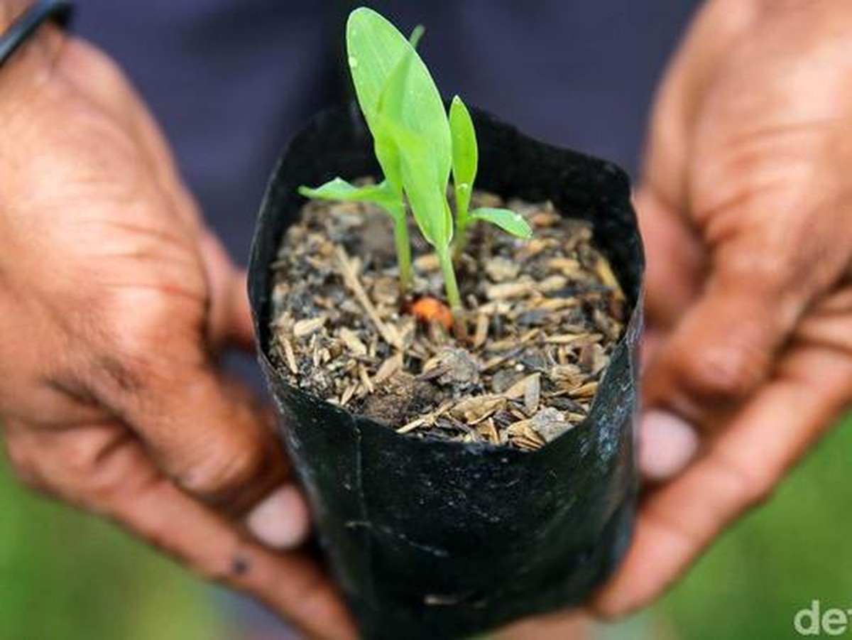 Inovasi Bioteknologi Indonesia: Kunci Ketahanan Pangan dan Konservasi Lingkungan