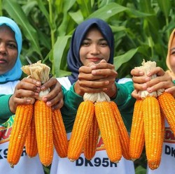 Jokowi Sulap Eks Kebun Sawit Jadi Lahan Jagung, Ini Targetnya