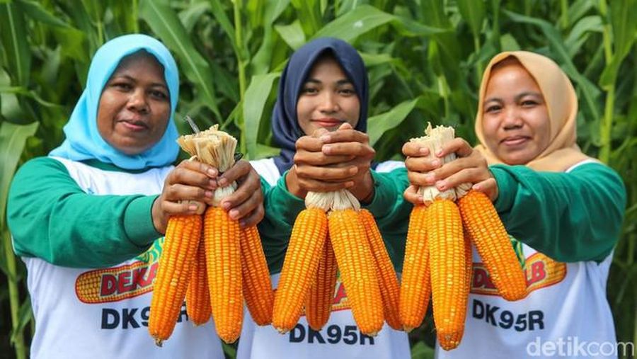 Benih Jagung Bioteknologi (Detikcom/Grandyos Zafna)