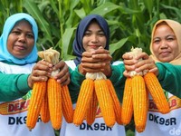 Jokowi Sulap Eks Kebun Sawit Jadi Lahan Jagung, Ini Targetnya