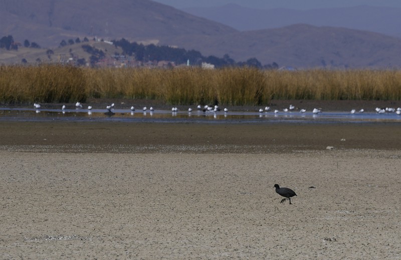 Kekeringan melanda Danau Titicaca di Bolvia. Kekeringan melanda Danau Titicaca di Bolvia. (AP Photo/Juan Karita)