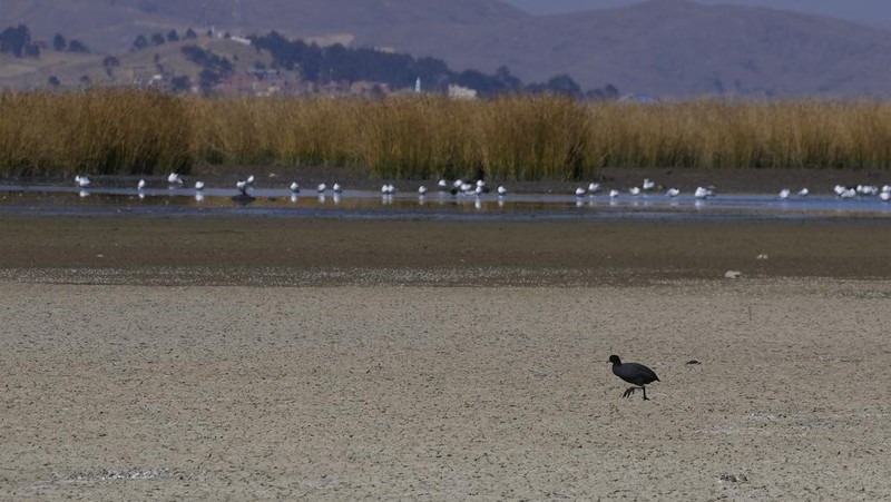 Kekeringan melanda Danau Titicaca di Bolvia. (AP Photo/Juan Karita)