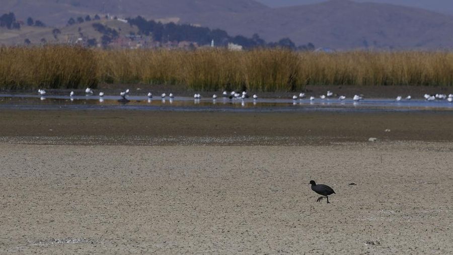 Kekeringan melanda Danau Titicaca di Bolvia. (AP Photo/Juan Karita)