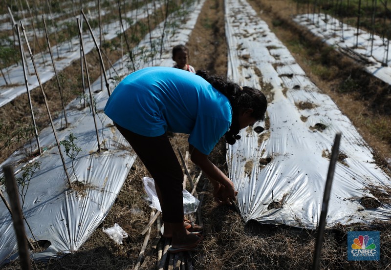 Bendungan Mursapa yang menyusut saat musim kemarau berkepanjangan di Desa Pucung Kidul, Kedungtuban, Kecamatan Kedungtuban, Kabupaten Blora, Jawa Tengah, Senin (31/7/2023). (CNBC Indonesia/Tri Susilo) Bendungan Mursapa yang menyusut saat musim kemarau berkepanjangan di Desa Pucung Kidul, Kedungtuban, Kecamatan Kedungtuban, Kabupaten Blora, Jawa Tengah, Senin (31/7/2023). (CNBC Indonesia/Tri Susilo)