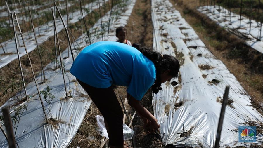 Bendungan Mursapa yang menyusut saat musim kemarau berkepanjangan di Desa Pucung Kidul, Kedungtuban, Kecamatan Kedungtuban, Kabupaten Blora, Jawa Tengah, Senin (31/7/2023). (CNBC Indonesia/Tri Susilo)