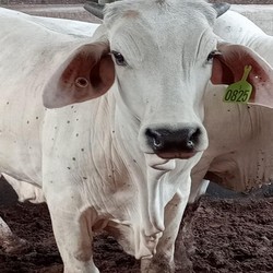 RI Perpanjang Larangan Impor Sapi Australia, Ini  Sebabnya