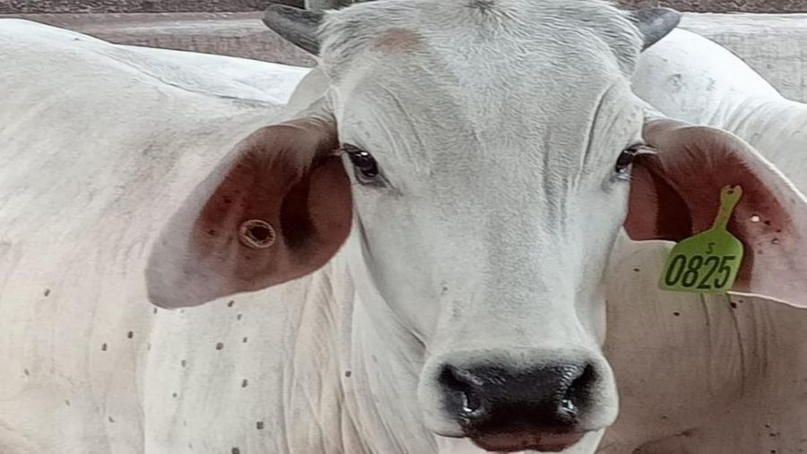 Sapi terjangkit LSD. (Dok. Humas Badan Karantina Pertanian)