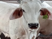 Sapi Australia Dilarang Masuk RI, Begini Penjelasannya