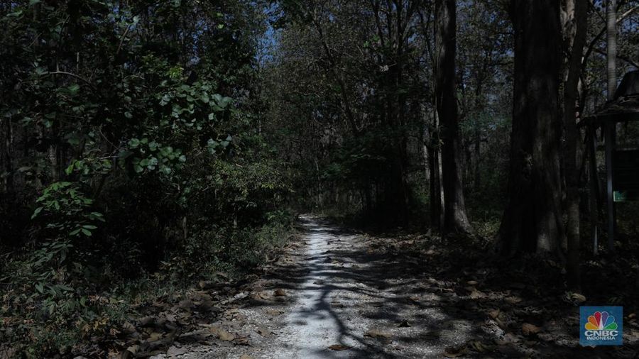 Suasana sunyi sepi perjalan menuju tempat wisata Gubuk Payung di Desa Temengeng, Jawa Tengah, Selasa (1/8/2023). Lokasi wisata yang menyimpan sejuta pesona ini mangkrak tak terurus hingga semakin ditinggalkan wisatawan. (CNBC Indonesia/Tri Susilo)