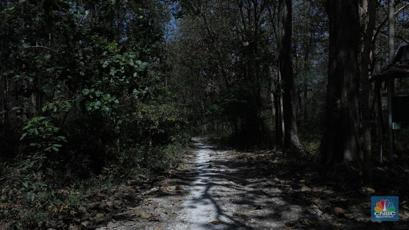 Suasana sunyi sepi perjalan menuju tempat wisata Gubuk Payung di Desa Temengeng, Jawa Tengah, Selasa (1/8/2023). Lokasi wisata yang menyimpan sejuta pesona ini mangkrak tak terurus hingga semakin ditinggalkan wisatawan. (CNBC Indonesia/Tri Susilo)