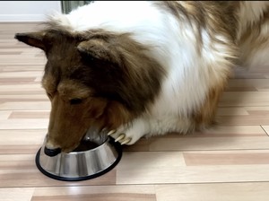 Manusia yang Hidup Menjadi Anjing Mau Bikin Kebun Binatang