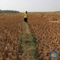 Gawat! Ancaman Krisis Pangan Nyata, BMKG Kasih Tau Ini