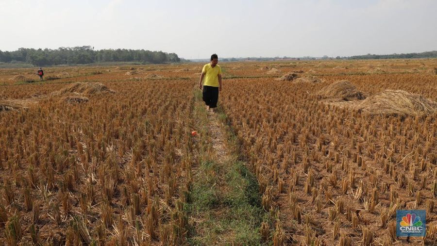 Suasana lahan pertanian yang mengalami kekeriangan akibat musim kemarau, Desa Ridogalih di Kecamatan Cibarusah, Jawa Barat, Senin (8/7/2019). (վ/Muhammad Sabki/File Foto)