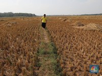 RI Waspada! Peneliti BRIN-Asing Jelaskan Potensi La Nina Habis El Nino