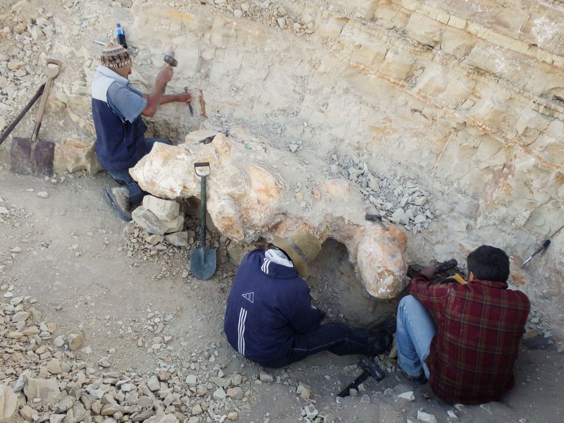 Penemuan fosil Perucetus colossus atau paus kolosal di Peru. (Giovanni Bianucci/Handout via REUTERS)