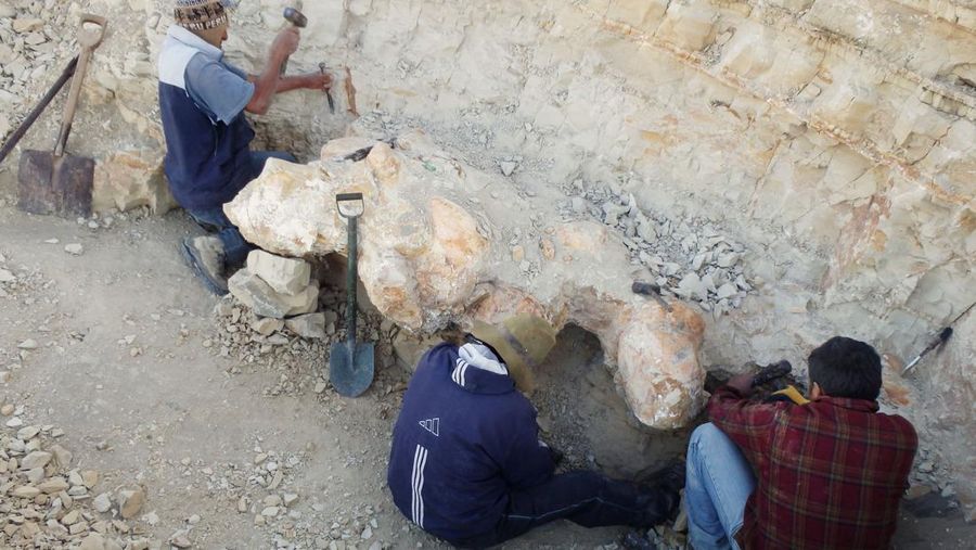 Penemuan fosil Perucetus colossus atau paus kolosal di Peru. (Giovanni Bianucci/Handout via REUTERS)