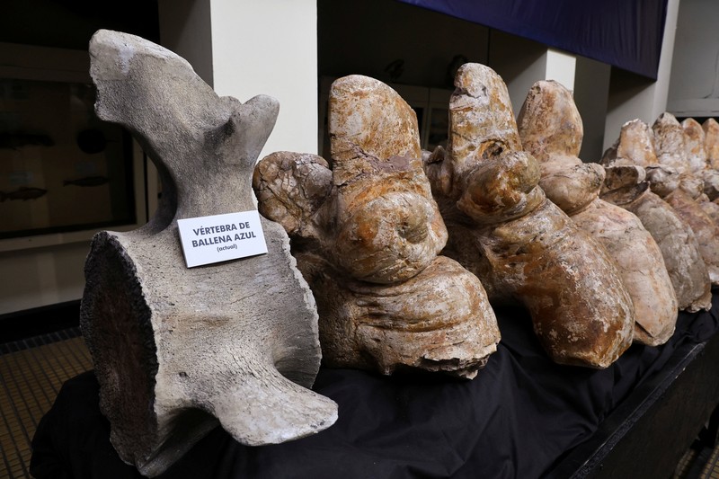 Penemuan fosil Perucetus colossus atau paus kolosal di Peru. (Giovanni Bianucci/Handout via REUTERS)