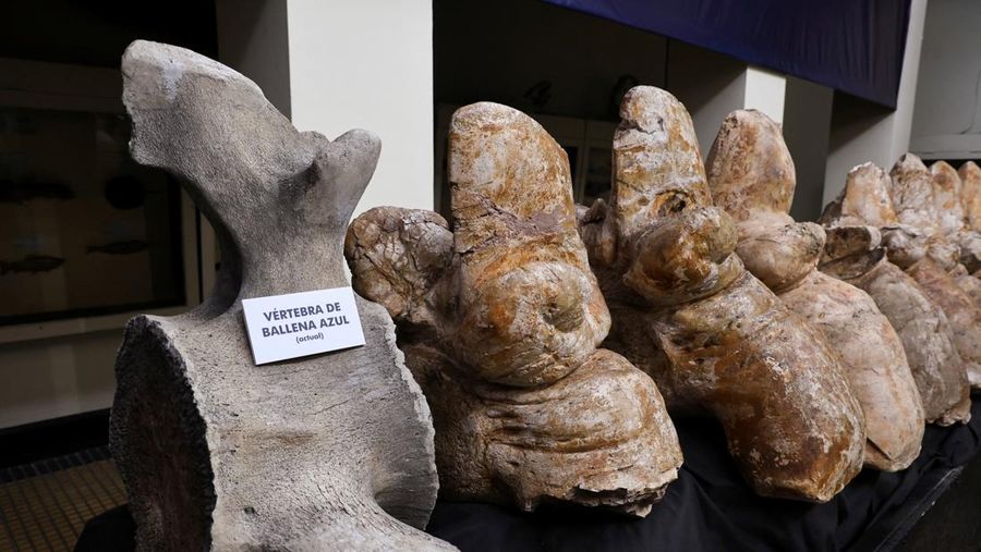 Penemuan fosil Perucetus colossus atau paus kolosal di Peru. (Giovanni Bianucci/Handout via REUTERS)