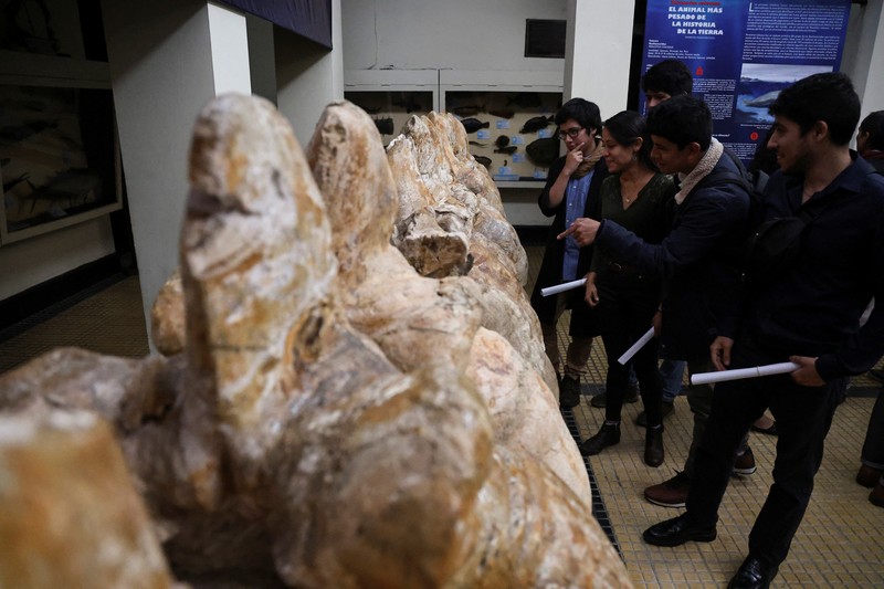 Penemuan fosil Perucetus colossus atau paus kolosal di Peru. (Giovanni Bianucci/Handout via REUTERS)