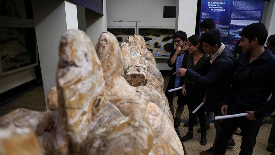 Penemuan fosil Perucetus colossus atau paus kolosal di Peru. (Giovanni Bianucci/Handout via REUTERS)