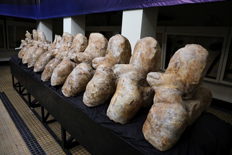 Penemuan fosil Perucetus colossus atau paus kolosal di Peru. (Giovanni Bianucci/Handout via REUTERS)