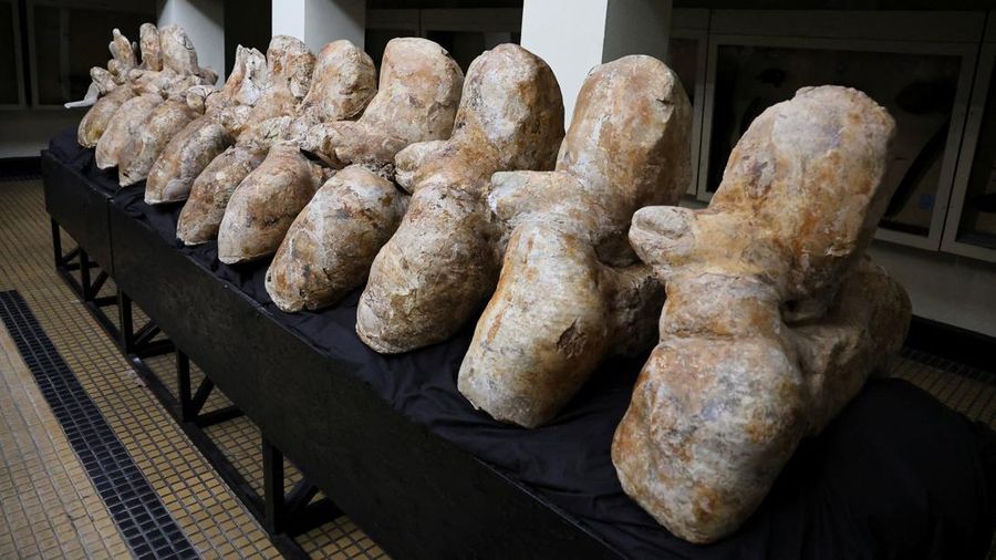 Penemuan fosil Perucetus colossus atau paus kolosal di Peru. (Giovanni Bianucci/Handout via REUTERS)