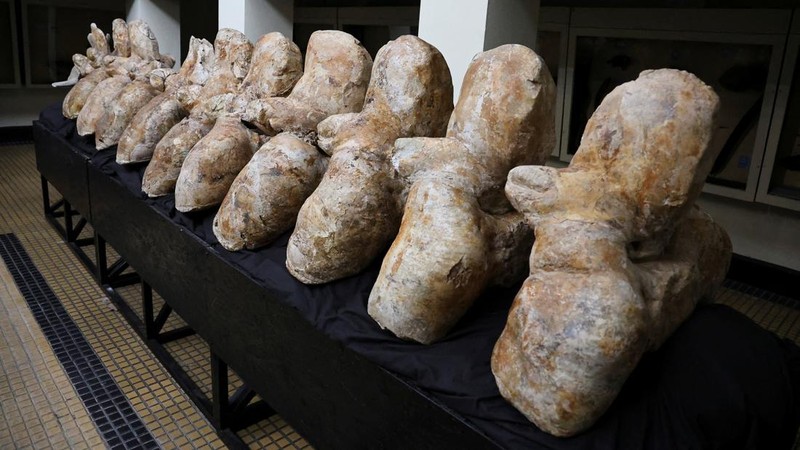 Penemuan fosil Perucetus colossus atau paus kolosal di Peru. (Giovanni Bianucci/Handout via REUTERS)
