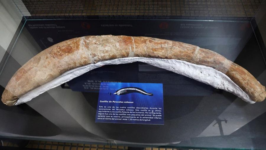 Penemuan fosil Perucetus colossus atau paus kolosal di Peru. (Giovanni Bianucci/Handout via REUTERS)
