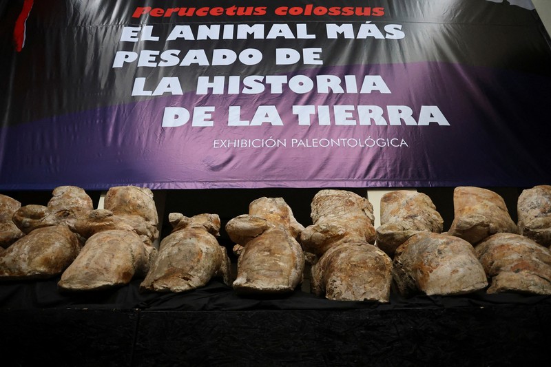 Penemuan fosil Perucetus colossus atau paus kolosal di Peru. (Giovanni Bianucci/Handout via REUTERS)
