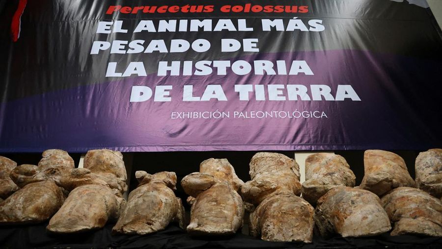 Penemuan fosil Perucetus colossus atau paus kolosal di Peru. (Giovanni Bianucci/Handout via REUTERS)