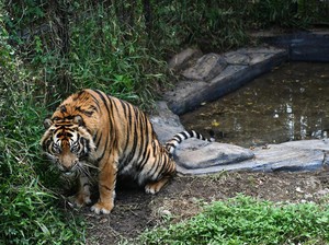 Terpopuler: Warga Diimbau Pakai Topi Terbalik demi Cegah Serangan Harimau