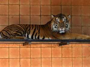 Macan Tutul Predator Terbesar di Jawa? Masih Ada Harimau di Petungkriyono