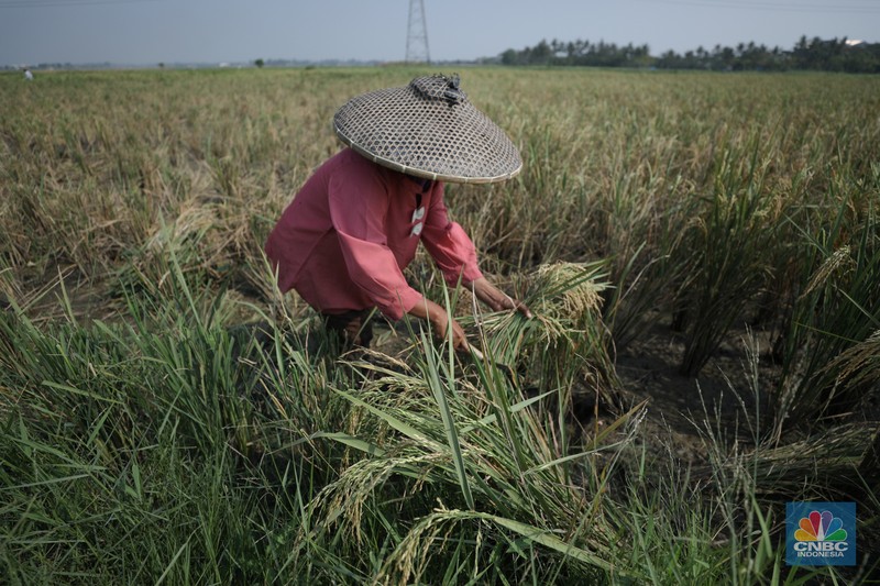 Petani memanen padi lebih awal di Kecamatan Pakuhaji, Kecamatan Sepatan, Kabupaten Tangerang, Banten, Jumat, (4/8/2023). Petani memanen padi lebih awal di Kecamatan Pakuhaji, Kecamatan Sepatan, Kabupaten Tangerang, Banten, Jumat, (4/8/2023). (CNBC Indonesia/Tri Susilo)