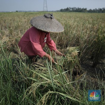 Petaka Bumi Hampiri RI, Air Menghilang dan Tanah Retak-Retak