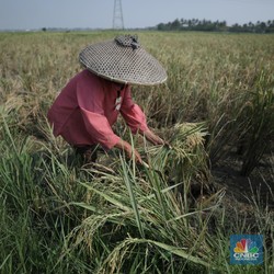 Gawat! Dompet Warga RI Dihantui La Nina