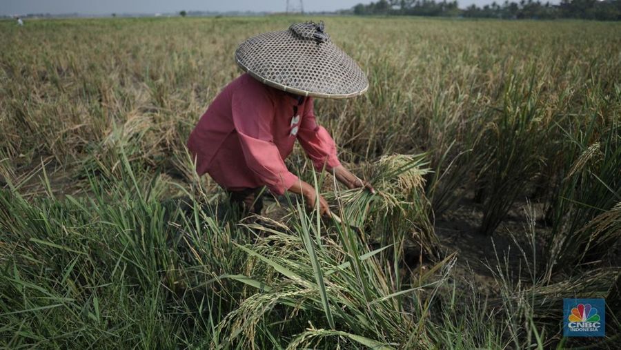 Petani memanen padi lebih awal di Kecamatan Pakuhaji, Kecamatan Sepatan, Kabupaten Tangerang, Banten, Jumat, (4/8/2023). (²©²ÊÍøÕ¾/Tri Susilo)