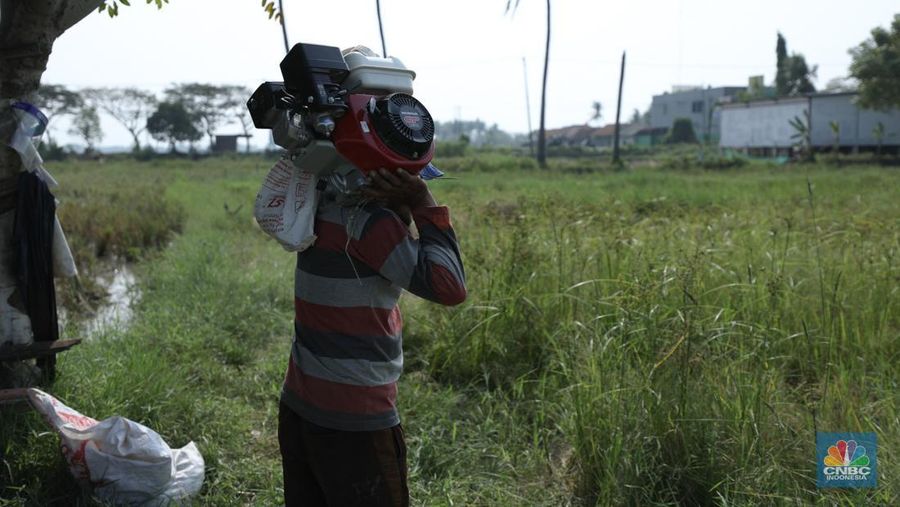 Petani memanen padi lebih awal di Kecamatan Pakuhaji, Kecamatan Sepatan, Kabupaten Tangerang, Banten, Jumat, (4/8/2023). (CNBC Indonesia/Tri Susilo)