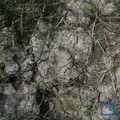 Petaka Kekeringan Hantam 27.000 Ha Pertanian RI Efek El Nino