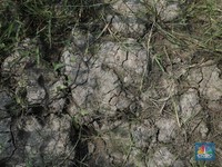 Petaka Kekeringan Hantam 27.000 Ha Pertanian RI Efek El Nino