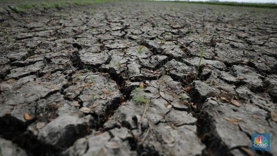 Petani memanen padi lebih awal di Kecamatan Pakuhaji, Kecamatan Sepatan, Kabupaten Tangerang, Banten, Jumat, (4/8/2023). (CNBC Indonesia/Tri Susilo)