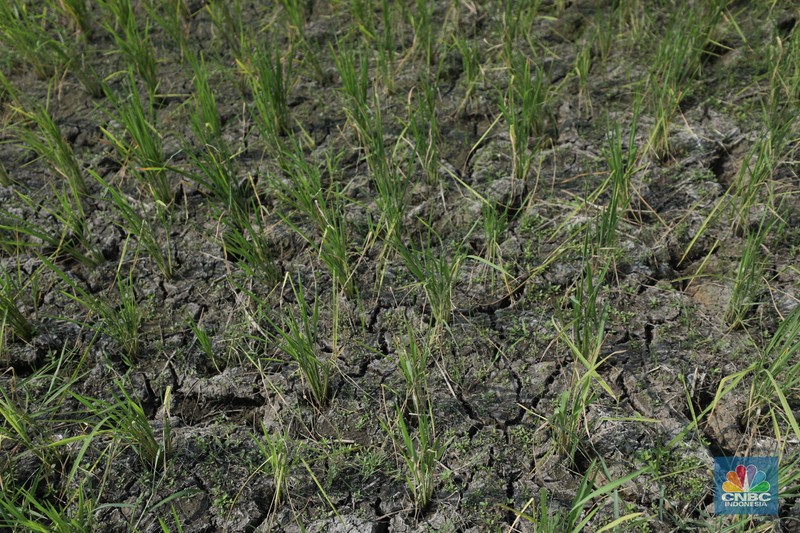 Petani memanen padi lebih awal di Kecamatan Pakuhaji, Kecamatan Sepatan, Kabupaten Tangerang, Banten, Jumat, (4/8/2023). Petani memanen padi lebih awal di Kecamatan Pakuhaji, Kecamatan Sepatan, Kabupaten Tangerang, Banten, Jumat, (4/8/2023). (CNBC Indonesia/Tri Susilo)