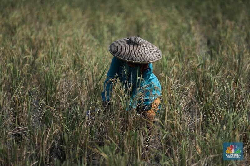 Petani memanen padi lebih awal di Kecamatan Pakuhaji, Kecamatan Sepatan, Kabupaten Tangerang, Banten, Jumat, (4/8/2023). Petani memanen padi lebih awal di Kecamatan Pakuhaji, Kecamatan Sepatan, Kabupaten Tangerang, Banten, Jumat, (4/8/2023). (CNBC Indonesia/Tri Susilo)