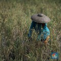 Payah! Level Ketahanan Pangan RI Kalah dari Singapura