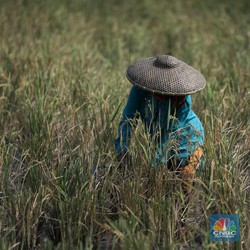 Ini Perintah Khusus Plt Mentan Kejar Target Produksi Beras