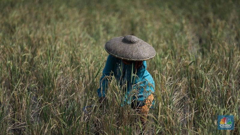 Petani memanen padi lebih awal di Kecamatan Pakuhaji, Kecamatan Sepatan, Kabupaten Tangerang, Banten, Jumat, (4/8/2023). (CNBC Indonesia/Tri Susilo)