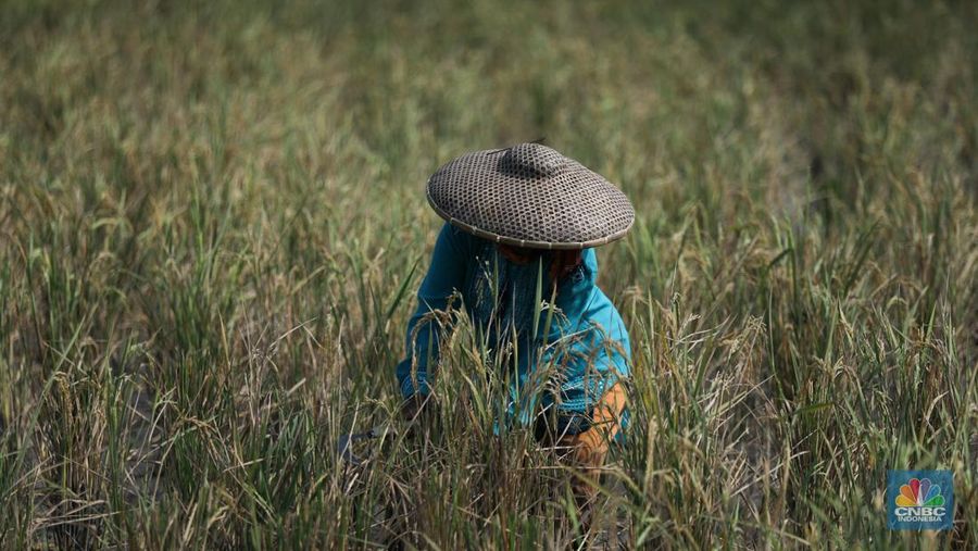 Petani memanen padi lebih awal di Kecamatan Pakuhaji, Kecamatan Sepatan, Kabupaten Tangerang, Banten, Jumat, (4/8/2023). (CNBC Indonesia/Tri Susilo)