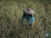 Ini Perintah Khusus Plt Mentan Kejar Target Produksi Beras