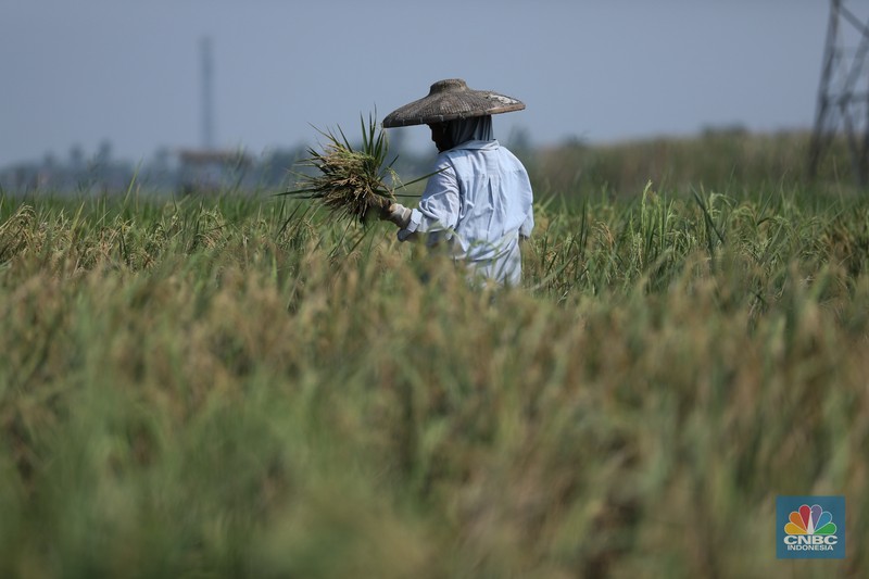Petani memanen padi lebih awal di Kecamatan Pakuhaji, Kecamatan Sepatan, Kabupaten Tangerang, Banten, Jumat, (4/8/2023). Petani memanen padi lebih awal di Kecamatan Pakuhaji, Kecamatan Sepatan, Kabupaten Tangerang, Banten, Jumat, (4/8/2023). (CNBC Indonesia/Tri Susilo)