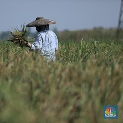 Gali Sawah, Petani Jawa Temukan Harta Karun 16 Kg Emas